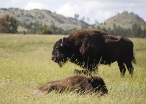 Bison