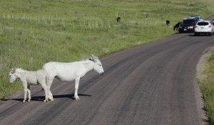 Burros in Road
