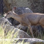 Deer on Trail