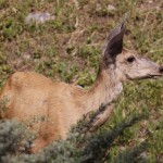 Deer at Pahaska