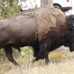 Bison Ambling By