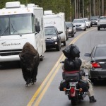 Bison/Biker Standoff