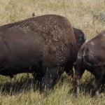 Amorous Bison