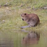 Beaver at Colter Bay