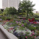 Flowers near Temple Square
