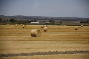 Hay Bales