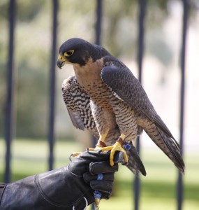 Peregrine Falcon at the Center